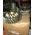 Р/К-Т МОД (МЕЖОСЕВОГО ДИФФЕРЕНЦИАЛА) EATON DSP40/DS404 после 06.2008 - DS504388